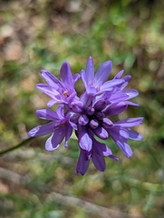 Dichelostemma congestum