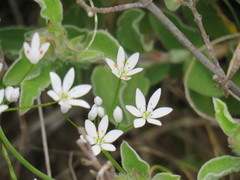 Allium subhirsutum