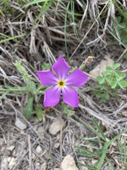 Phlox roemeriana