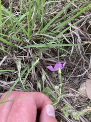 Phlox roemeriana