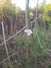 Carlowrightia