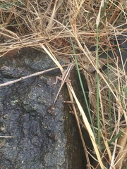 Anolis cristatellus wileyae