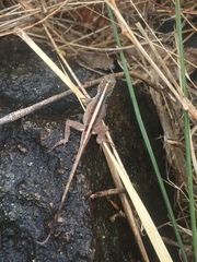 Anolis cristatellus wileyae