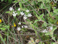 Allium subhirsutum