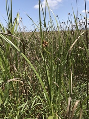 Bolboschoenus robustus