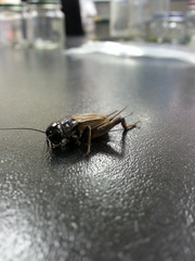Gryllus rubens