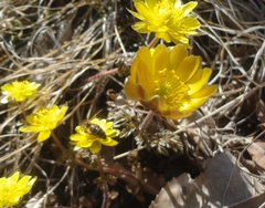 Adonis amurensis