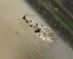 Nemapogon auropulvella