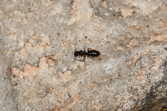 Camponotus quadrinotatus