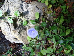 Convolvulus sabatius