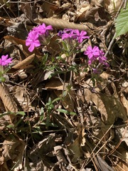 Phlox amoena
