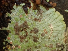 Placopsis gelida