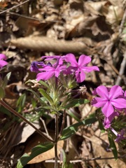 Phlox amoena