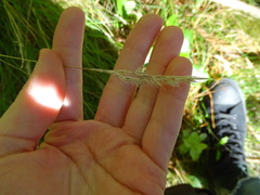 Poa astonii