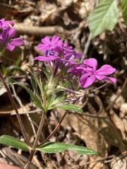 Phlox amoena