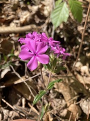 Phlox amoena