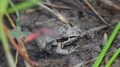 Litoria latopalmata