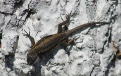 Sceloporus grammicus
