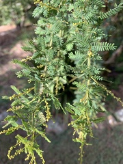 Acacia pubescens