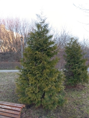 Thuja occidentalis