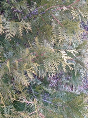 Thuja occidentalis