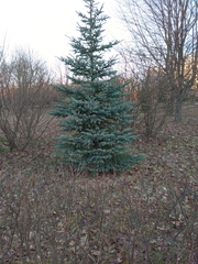 Picea