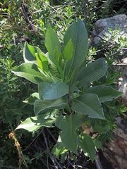 Dodonaea rhombifolia