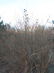 Physocarpus opulifolius