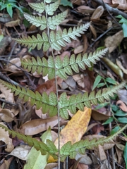 Dryopteris subtriangularis