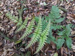 Dryopteris subtriangularis