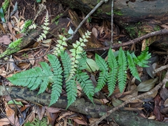 Dryopteris subtriangularis