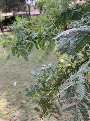 Acacia pubescens