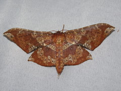 Belonoptera matricula