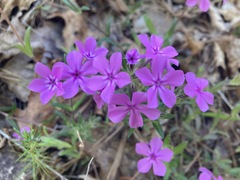 Phlox amoena