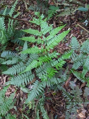 Dryopteris subtriangularis
