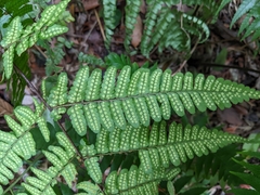 Dryopteris subtriangularis