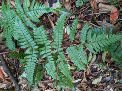 Dryopteris subtriangularis