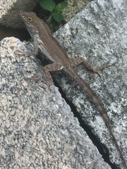 Anolis cristatellus wileyae