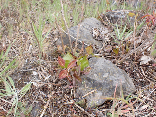 Toxicodendron × lobadioides, photograph 6
