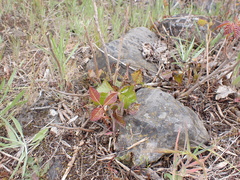 Toxicodendron × lobadioides, photograph Michael Bunsen, CC0, iNaturalist via GBIF
