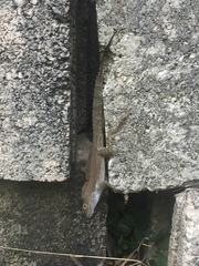 Anolis cristatellus wileyae