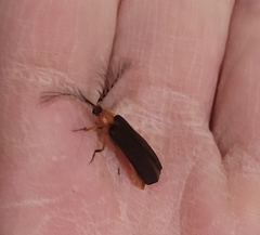 Pterotus obscuripennis