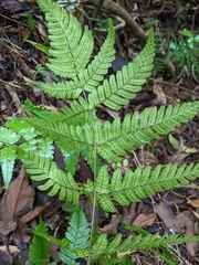 Dryopteris subtriangularis