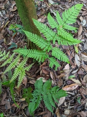 Dryopteris subtriangularis