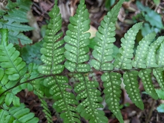 Dryopteris subtriangularis