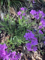 Phlox amoena