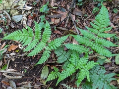 Dryopteris subtriangularis