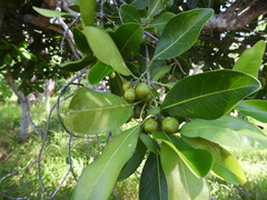 Acronychia imperforata