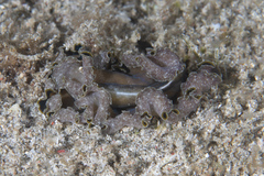 Pseudobiceros flowersi