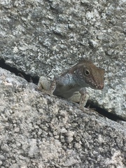 Anolis cristatellus wileyae
